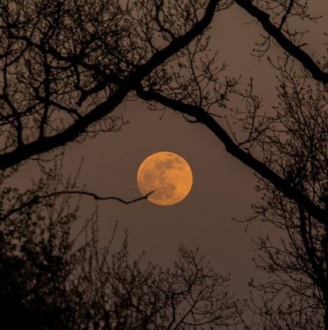a full moon framed by tree branches